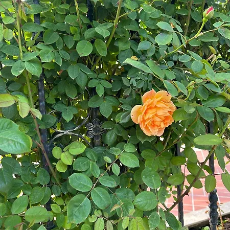 Апартаменты Passat12 *