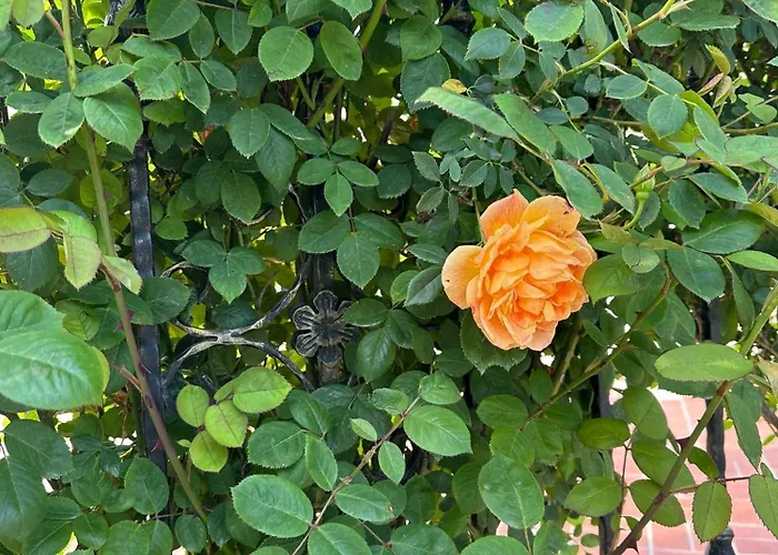 Lägenhet Passat12 *